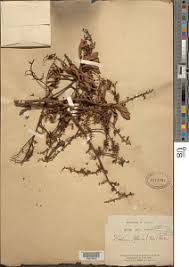 Image result for Dolichos subcapitatus