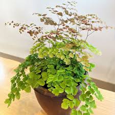 Image result for Adiantum