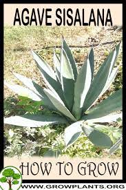 Check spelling or type a new query. Agave Sisalana How To Grow Care