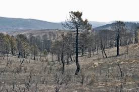 Un impresionante incendio se ha declarado en la vecina guadalajara. Clm Recuerda A Las Victimas Del Incendio De La Riba En 2005 Guadalajaradiario Es Guadalajaradiario Es