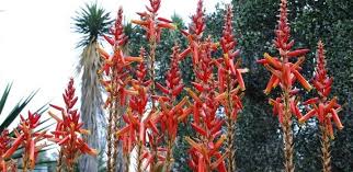 Image result for Aloe arborescens × inyangensis