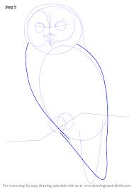 Learn How To Draw A Tawny Owl Owls Step By Step Drawing Tutorials Owls Drawing Owl Sketch Bird Drawings