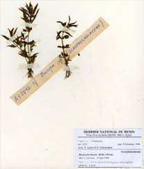 Image result for Bacopa floribunda