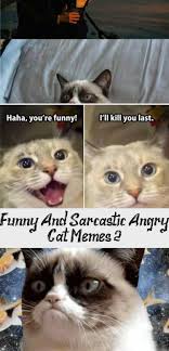 Funny And Sarcastic Angry Cat Memes 2 Lively Pals Cathumorlaughingsohard Cathumorbirthday Dogvscathumor Cathumorwo In 2020 Angry Cat Memes Tabby Cat Cat Sleeping