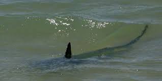 Jusque là c'était un risque. Un Pecheur Tue Par Un Requin A La Reunion