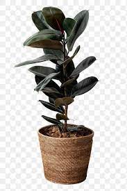 Rubber Plant In A Wicker Pot Mockup Free Image By Rawpixel Com Oreo Dark Plants Plant Decor Rubber Plant