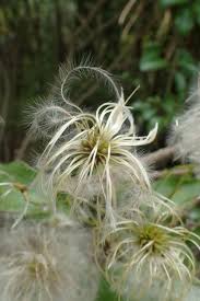 Pendulous, lantern shaped flowers from july to fall followed by feathery seed heads. Clematis Paniculata Sweet Autumn Clematis Sweet Autumn Virginsbower North Carolina Extension Gardener Plant Toolbox