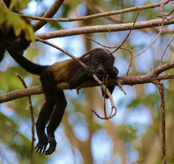 The Monkey House is For Sale – Happier Than A Billionaire
