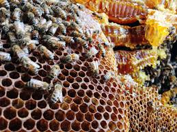 Building an email marketing strategy that increases revenue is easy with hive! Young Hive Bound Bees Confused By Chemicals Cosmos Magazine