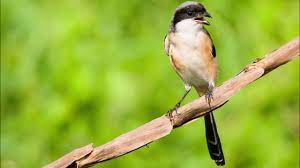 Lovebird jantan dan betina dapat dibedakan dari lingkar klep kacamatanya. Gambar Cendet Putih Ini Gambar Hd