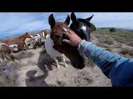 Wild Mustangs A Legacy In 4k The Third Episode In The Hero4 The Adventure Of Life In 4k Series In A Land Of Enormous S Horses Wild Mustangs Mustang Horse