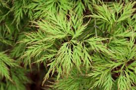 Typically, dwarf japanese maple trees grow between 4 and 8 ft. Dwarf Japanese Maples Hgtv