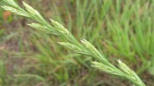 Image result for Lolium