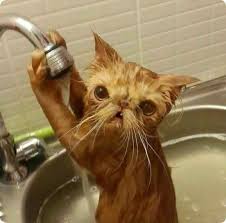 Banyo Yapmak Istemeyen Kedi Uludag Sozluk