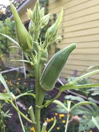 They found this to be the case, and changed the map to better reflect current climate trends. Okra Walter Reeves The Georgia Gardener