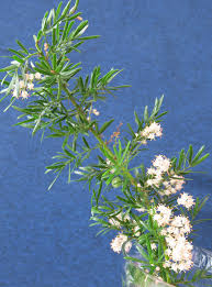 Image result for A. densiflorus Sprengeri