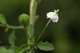 Image result for Hibiscus micranthus