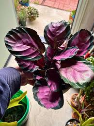 Image result for calathea