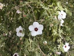Image result for Pavonia senegalensis