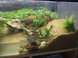 Correct Rainbow Crab Home Hermit Crab Tank Hermit Crab Turtle Tank