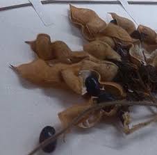 Image result for Dumasia