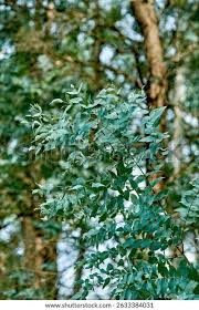 Image result for Eucalyptus sp.