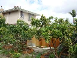 A nursery is a place where plants are propagated and grown to a desired age. Forum Fruit Trees In Perth Wa