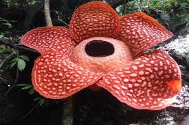 Detto che l'amore per le piante è ciò che anima un giardino, naturalmente se la pago le notizie perché non siano pagate da altri per me che cerco di capire il mondo attraverso opinioni autorevoli e. Il Fiore Piu Grande E Puzzolente Del Mondo E Appena Sbocciato In Indonesia Greenme