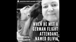 Dog Waits Outside Woman's Hotel Until She Adopts Him