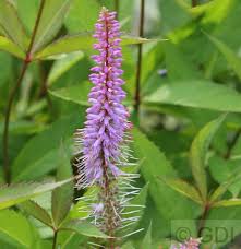 Partly because much of the rest of the garden is in 'green' mode, waiting for the late summer flowers to start in earnest. Virginischer Riesen Ehrenpreis Apollo Veronicastrum Virginicum Kaufen Bei Nr 01 De