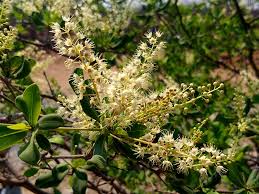 Image result for Meiostemon tetrandrus