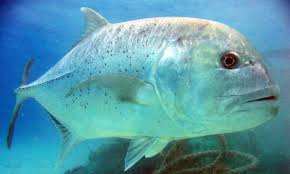 Sebab tidak membutuhkan akuarium yang besar. Yuk Mengenal Jenis Jenis Ikan Laut Bernilai Ekonomis Tinggi Superperikanan