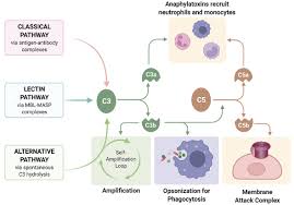 Image result for Complement Pathway