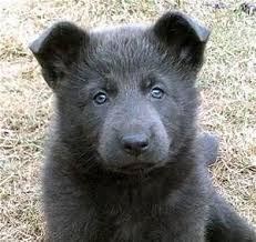 Black And Grey German Shepherd Puppy Blue German Shepherd Pictures Blue German Shepherd Puppies Blue German Shepherd German Shepherd Pictures