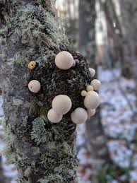 「cyttaria darwinii」の画像検索結果