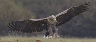 Omdat in de oostvaardersplassen onder het mom van natuurlijke processen niet aan populatiebeheer w. Zeearend Nationaal Park De Alde Feanen