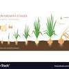 Larger bulbs have a tendency to bolt (set flowers) too early. Https Encrypted Tbn0 Gstatic Com Images Q Tbn And9gcsvakl Tcgbvoavyzc1cgga2za Xrb Qjblbumbfcdkgsdjqkw7 Usqp Cau