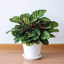 Houseplants That Are Safe For Cats