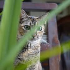 Cats love to dig and they see patches of earth as welcoming places to do their business. Which Plants And Flowers Are Poisonous Or Toxic To Cats Popsugar Pets