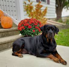 Maikeva Rottweilers - Dia