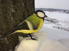 Titmouse Bird From Cotton Wool Cotton Wool Bird Titmouse Etsy Titmouse Titmouse Bird Bird