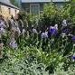 Goulburn Spring Gardens Festival event image