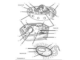 Prokaryotic And Eukaryotic Cells Worksheet Cell Organelle Cells Worksheet Eukaryotic Cell Cell Diagram