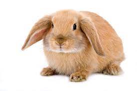 I'd also point a fan on him, his ears regulate her temperature and heat stroke can set in really fast. Why Is My Rabbit Shaking Causes And Treatment