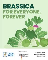Image result for Brassica
