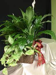 We did not find results for: Warden Company Garden Center Gifts Florist 1039 Broadway Ave Bowling Green Ky Garden Centers Mapquest