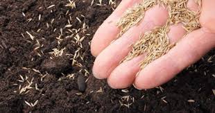 İlkbaharda toprağı hazırlamak için fazla vakit yoktur. Yeni Ekilen Cimler Nasil Sulanir Enfidan Com