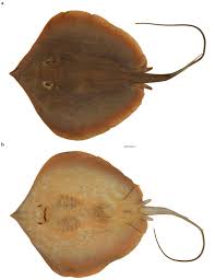 Image result for Tragia brevipes-benthamii-okanyu