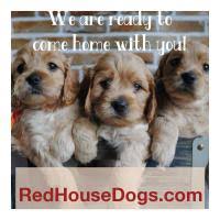 Your puppy comes with a. Cockapoos Breeders Registry American Cockapoo Club