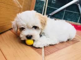 Maltese Terrier Diyarbakir Fiyatlari Ikinci El Sifir Kiralik Ilanlar